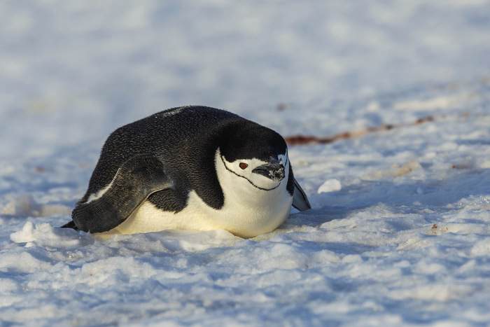 AE Expeditions Chinstrap Penguin, Half Moon Island, Antarctica, ©Adrian Wlodarczyk.jpg